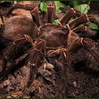 Theraphosa leblondi