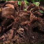 Theraphosa leblondi