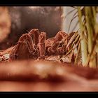 theraphosa stirmi