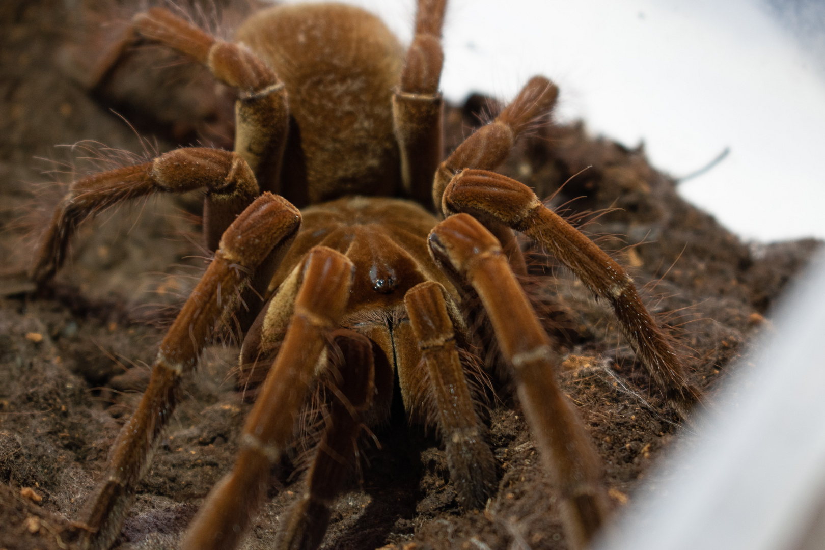 Theraphosa stirmi