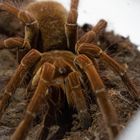 Theraphosa stirmi