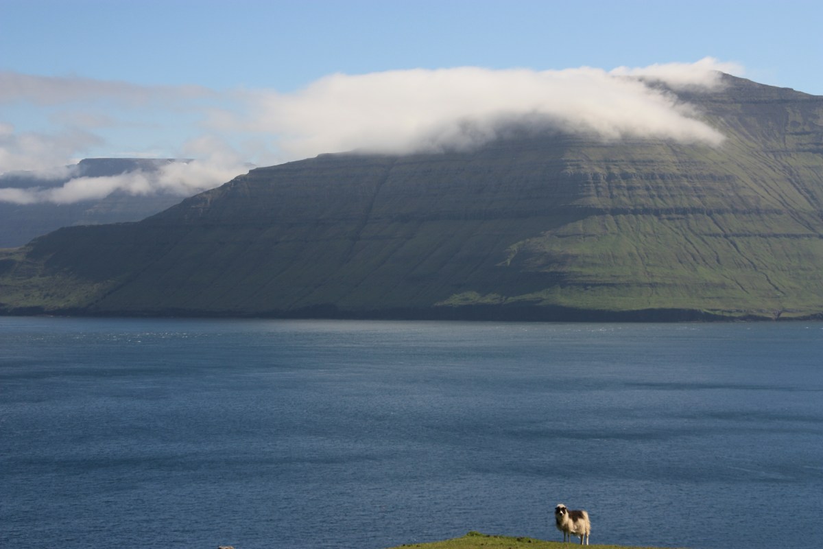 there are a lot of sheep on Faroe Islands (doesn't this one look like a dog?) ;-)