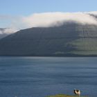 there are a lot of sheep on Faroe Islands (doesn't this one look like a dog?) ;-)