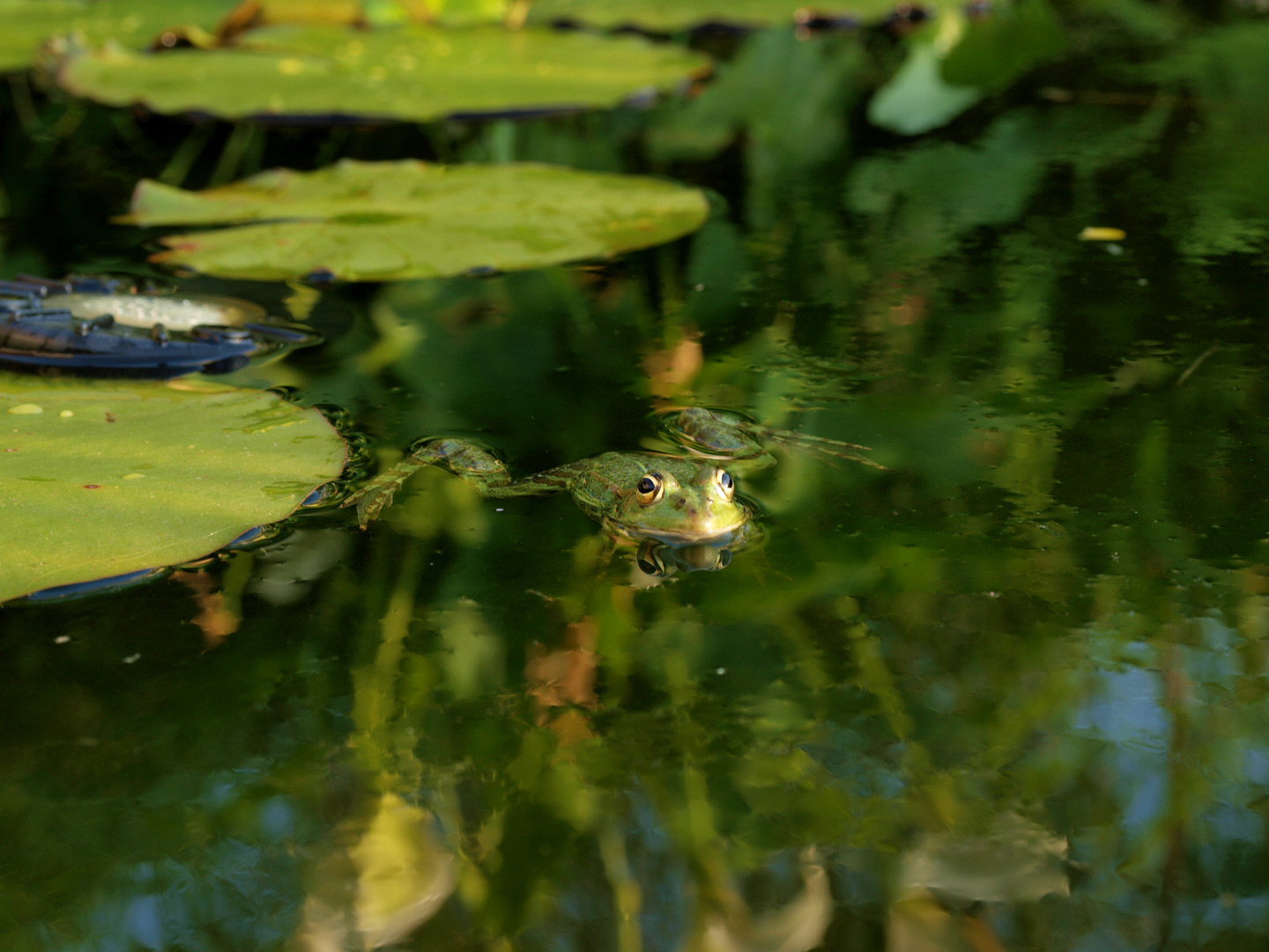 There are many fish.... ehm frogs in the pond.