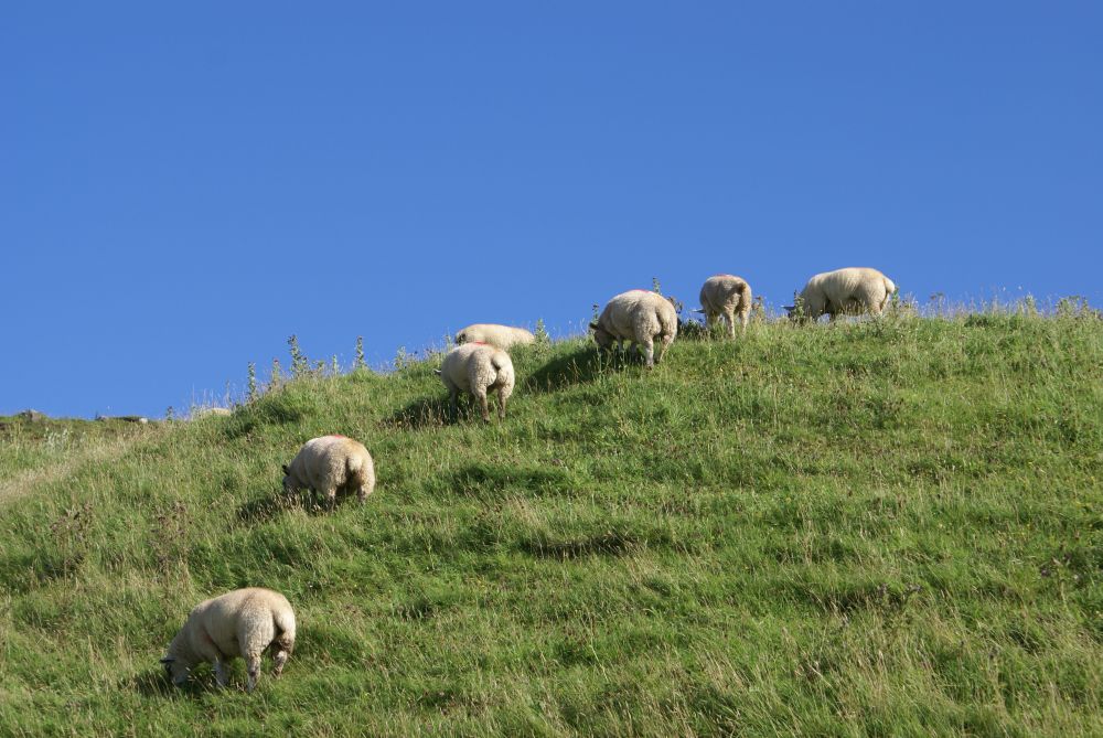 There are more sheeps in ireland von Meiser Hans