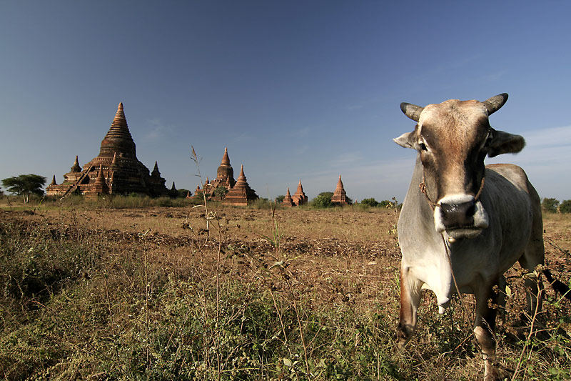 There are not only stupas & temples in Bagan