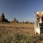 There are not only stupas & temples in Bagan