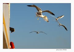 There goes! ... catch it!!