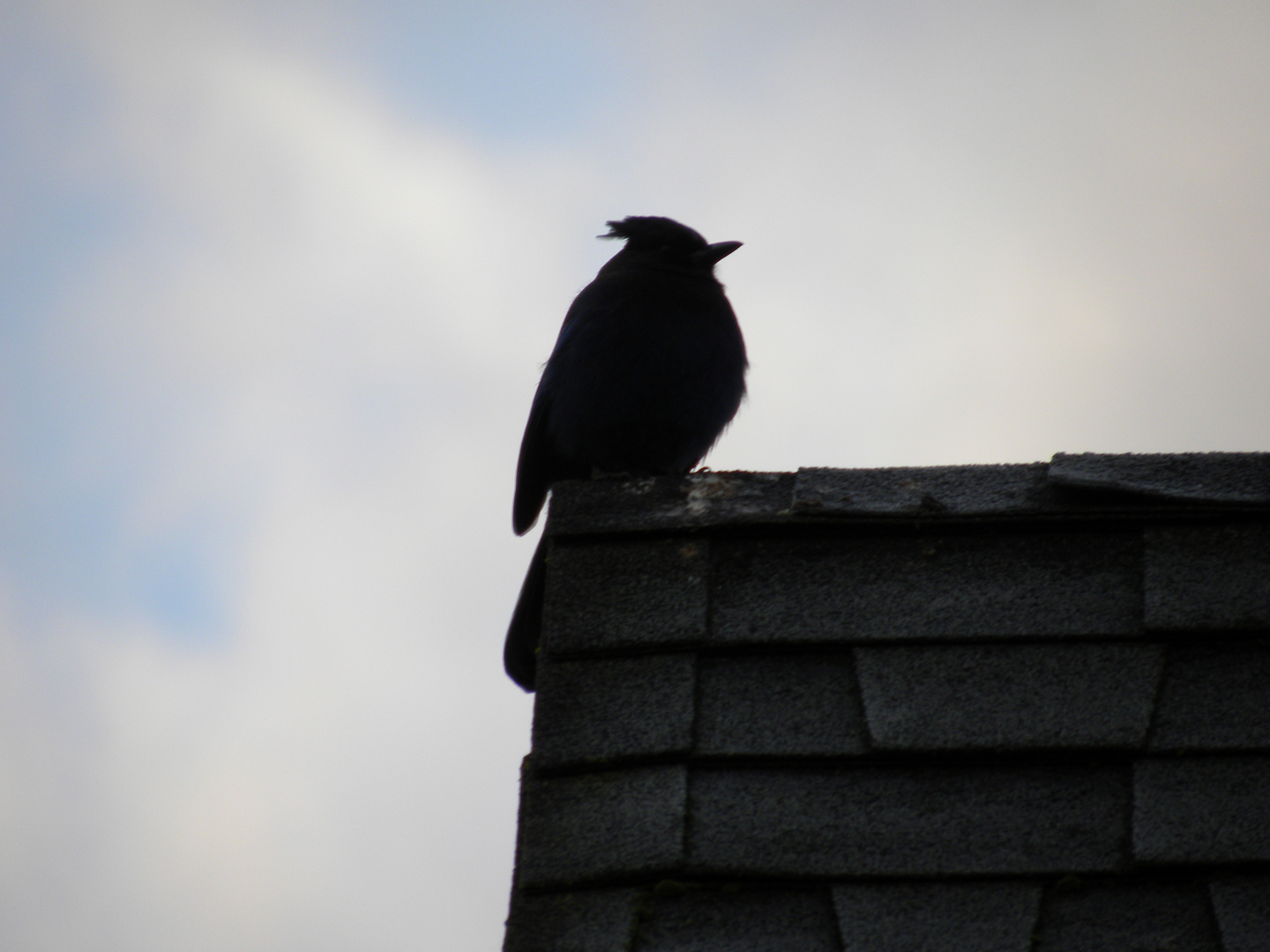 THERE IS A BLUE JAY ON MY ROOF...........