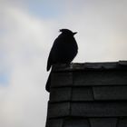 THERE IS A BLUE JAY ON MY ROOF...........