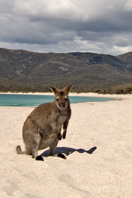 There is a cute little Bee on the Beach...