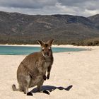 There is a cute little Bee on the Beach...