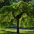 There is a shadow under the tree