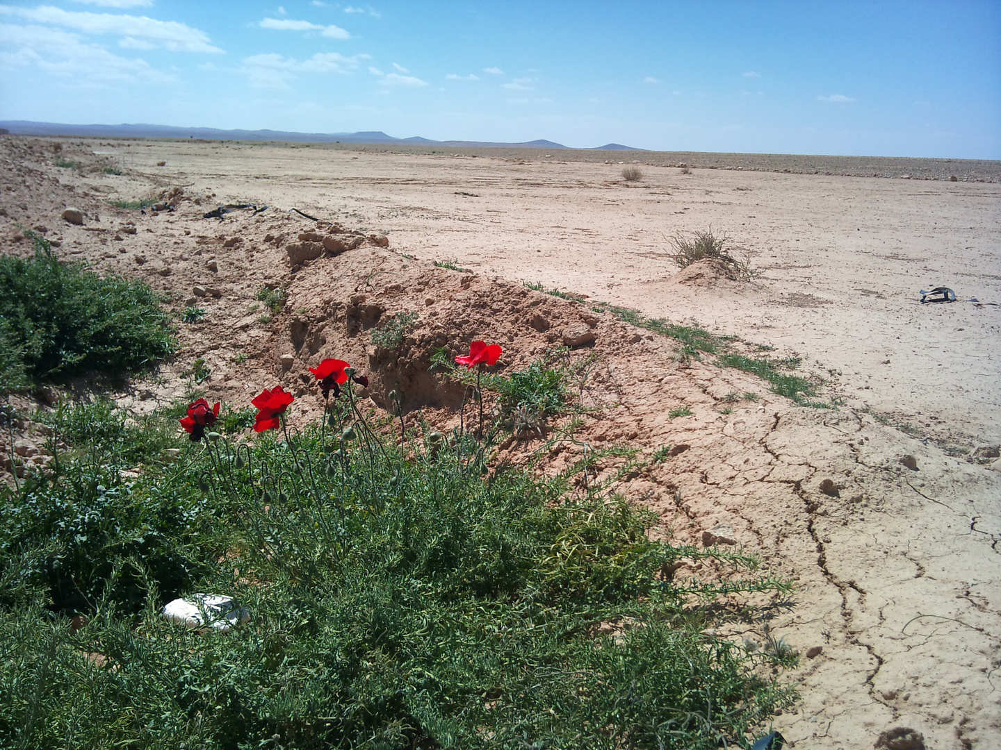 There is life .... also in desert