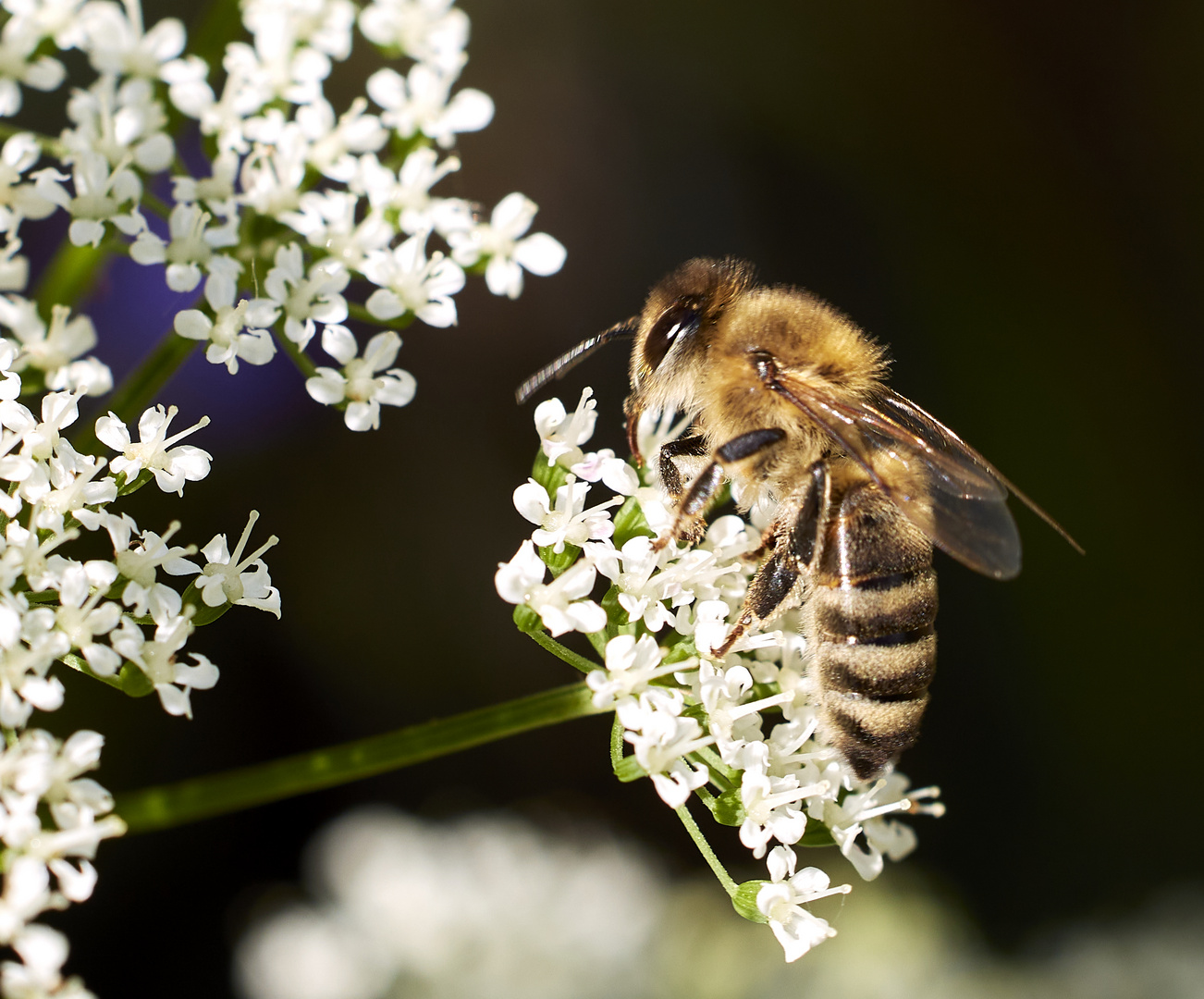 There is nectar in the smallest flower