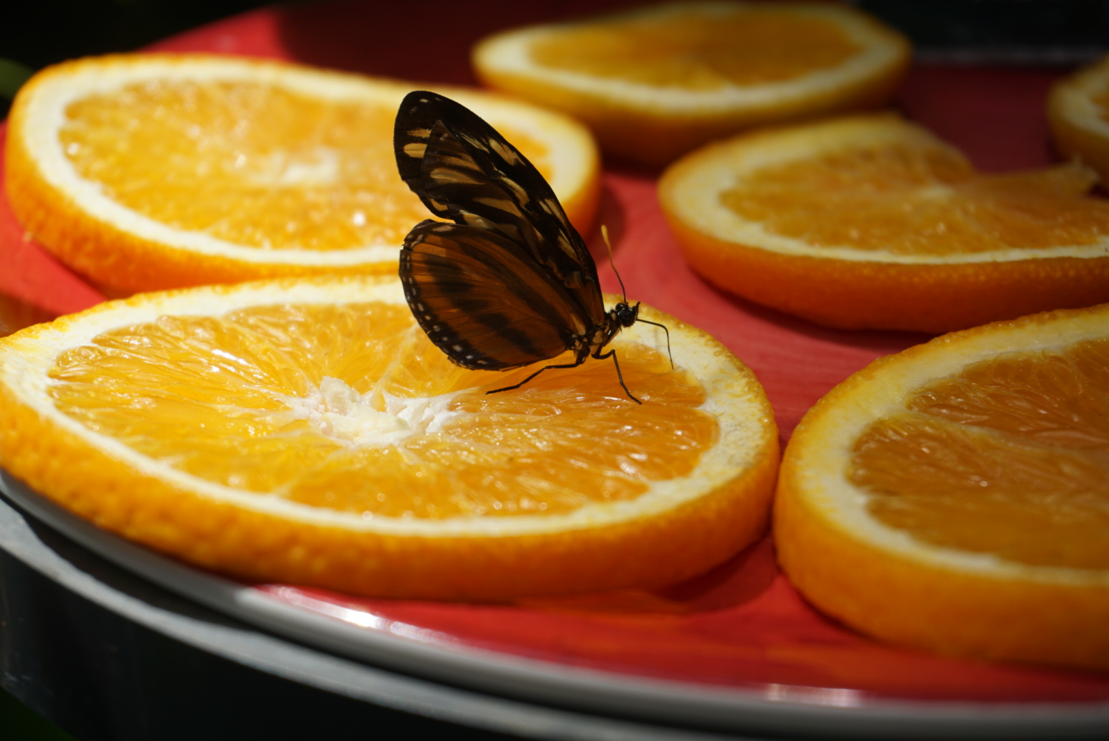 There is nothing like fresh orange juice!