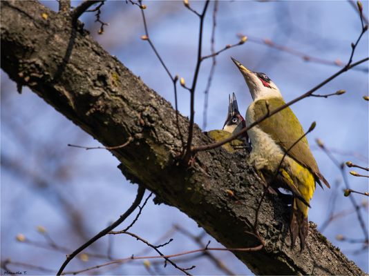 There is provision for offspring