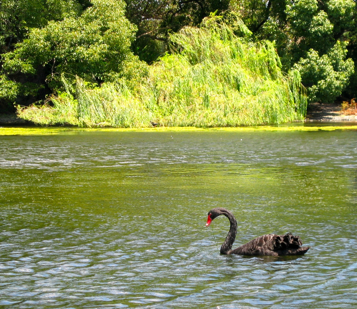 there is the black swan