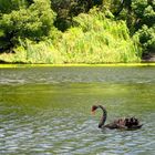 there is the black swan