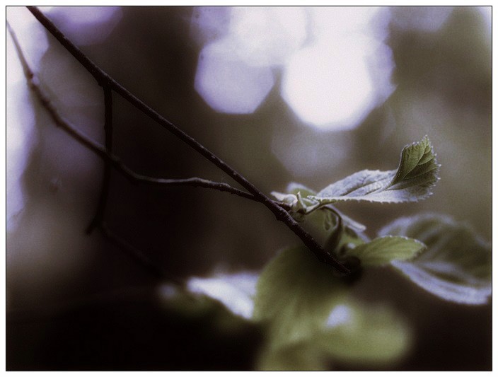 there once was a girl who lived in a tree