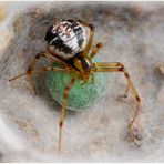 Theridion sisyphium