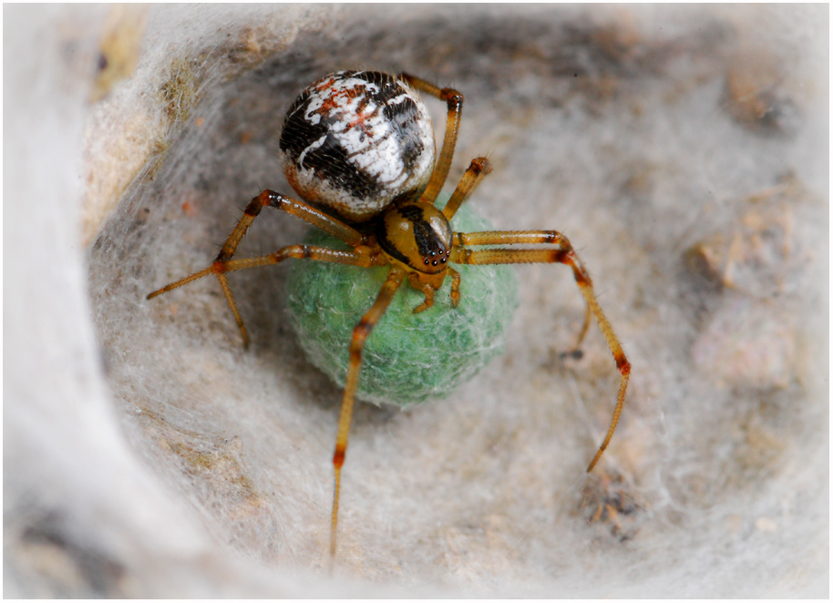 Theridion sisyphium