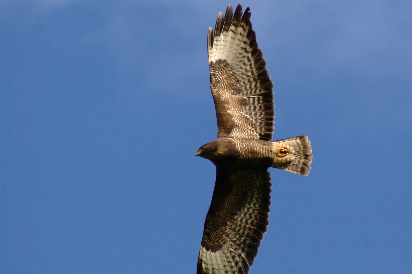 Thermik fliegen in der Abendsonne