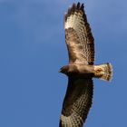 Thermik fliegen in der Abendsonne