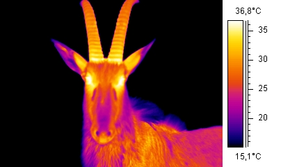 Thermographic Ibex