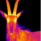 Thermographic Ibex