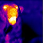 Thermographic polar bear