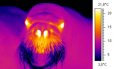 thermographic walrus