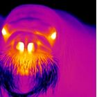 thermographic walrus