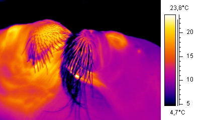 Thermographic walrusses kissing