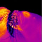 Thermographic walrusses kissing