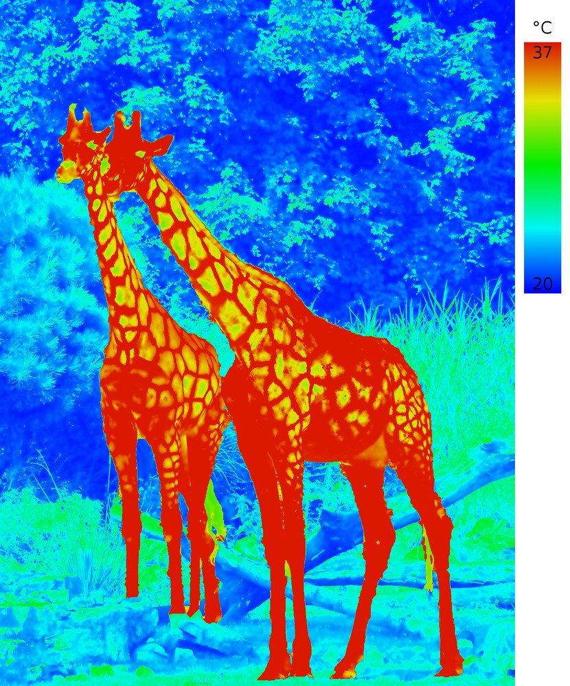 Thermography