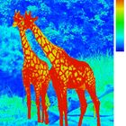 Thermography