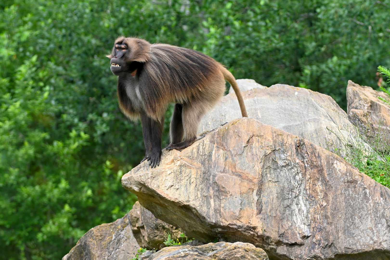 Theropithecus gelada