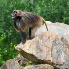 Theropithecus gelada