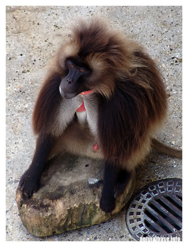 Theropithecus gelada - Blutprustpavian ll