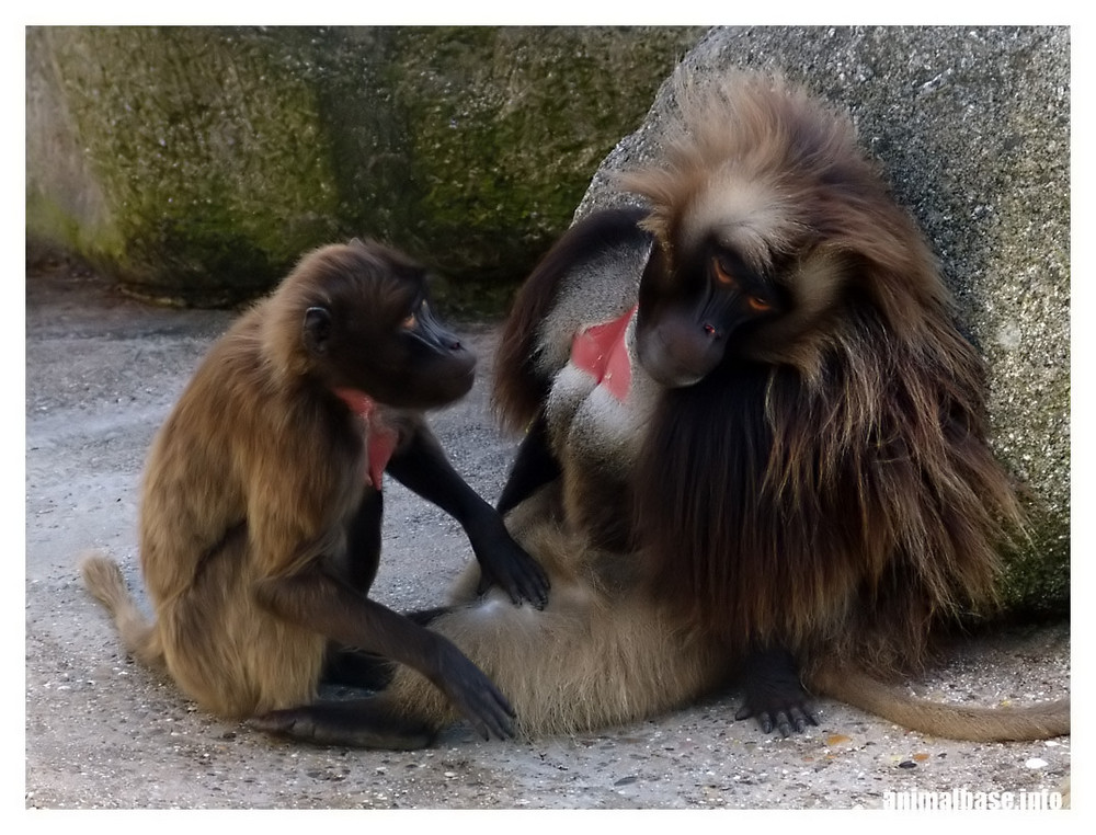 Theropithecus gelada - Blutprustpavian lll