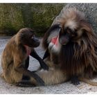 Theropithecus gelada - Blutprustpavian lll