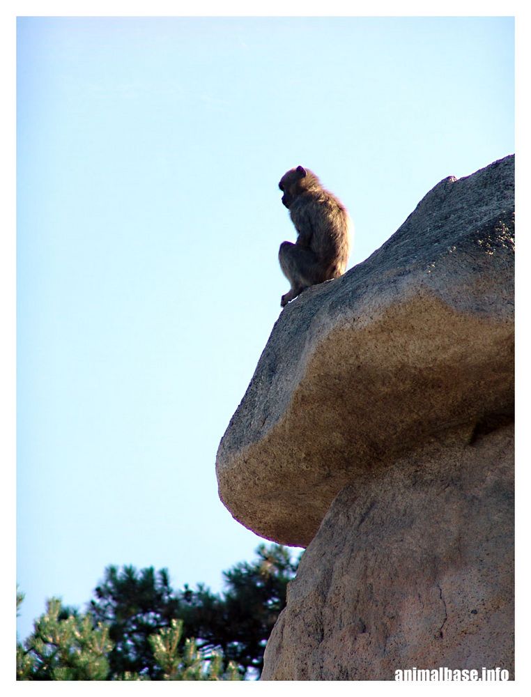 Theropithecus gelada - Dschelada