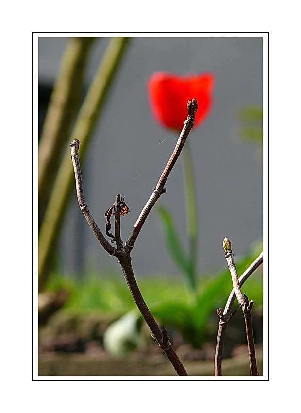 ... these buds were seen in the front garden (budding is another form of ambition)