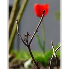 ... these buds were seen in the front garden (budding is another form of ambition)