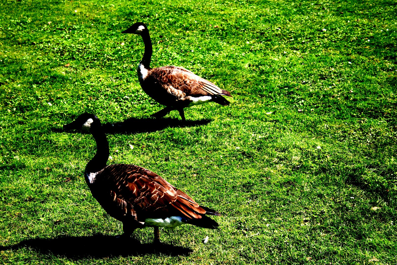 These geese are made for walking...