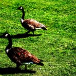 These geese are made for walking...