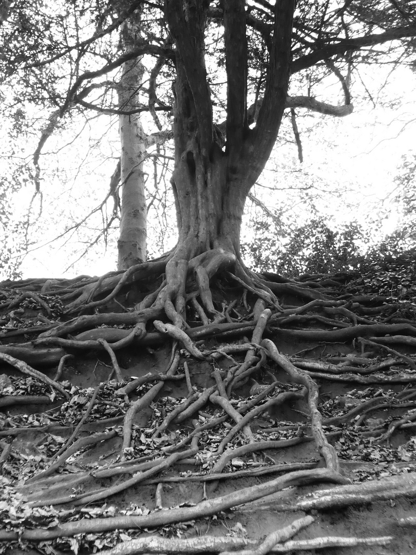 These Roots Run Deep