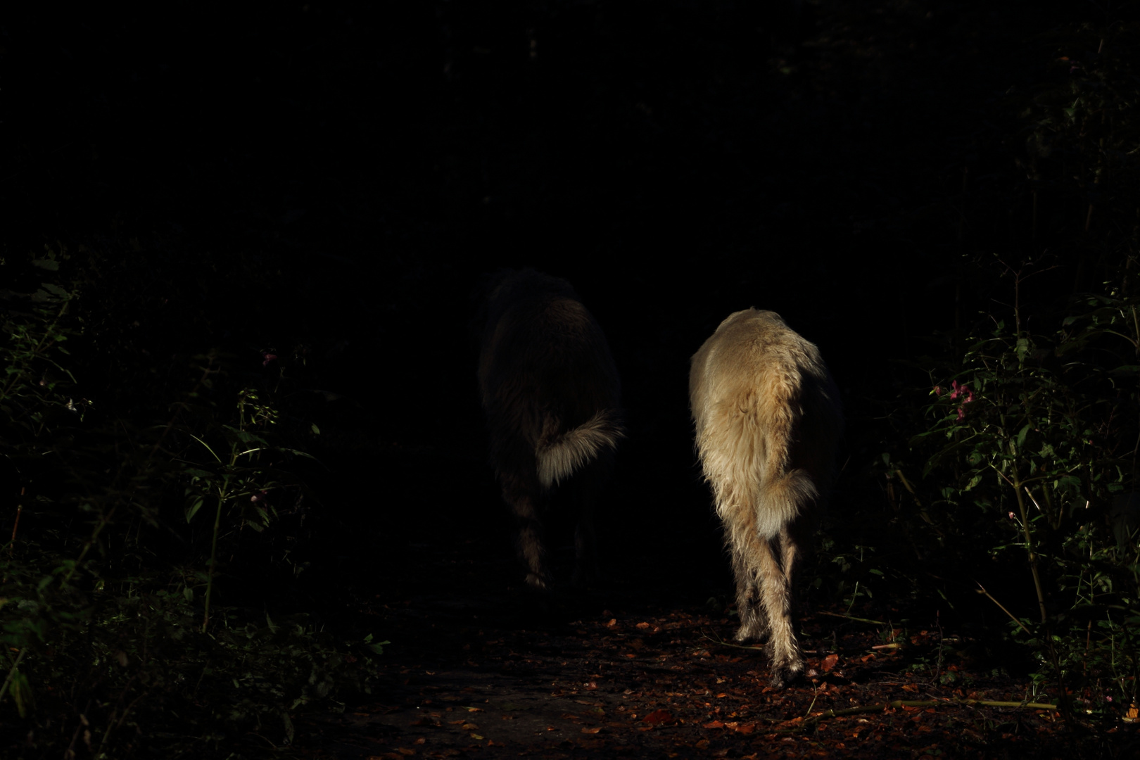 These two sisters go together everywhere . Irische Wolfshunde