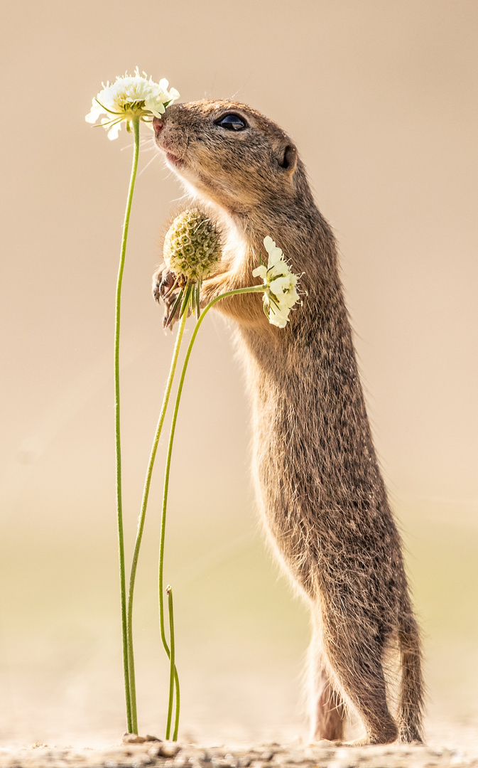 The_smell_of_Spring